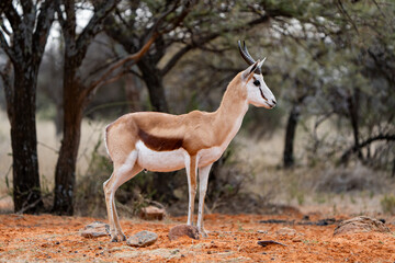 Naklejka na ściany i meble Springbok photographed in Mokala National Park, South Africa.