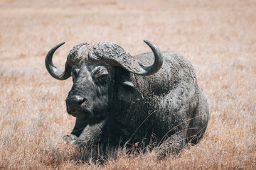 Buffle allong&eacute; de face dans la savane, kenya, safari