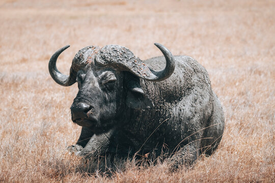 Buffle allong&eacute; de face dans la savane, kenya, safari