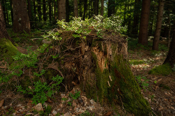 Ecosystem in the forest, tree stump and vegetation