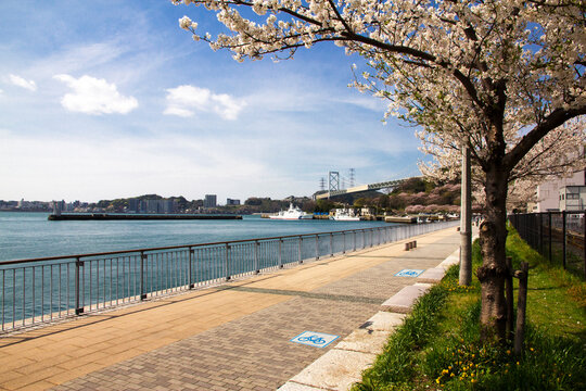 A cycling and walking path around Mojiko Port in the spring when cherry blossoms are blooming, Kitakyushu City, Fukuoka Prefecture, Japan.