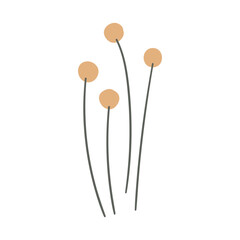 Plant Illustration