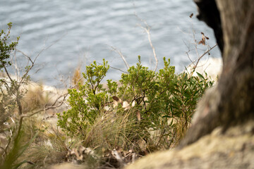 coastal native australian plants by the beach