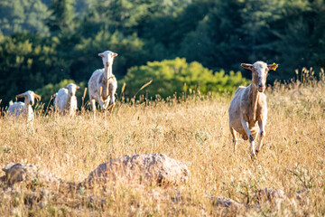 Grazing Sheep Herd