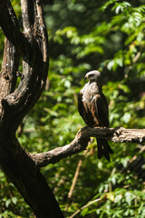 Milhafre-preto (Milvus Migrans)