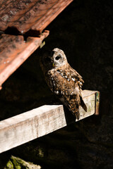 Coruja-do-mato (Strix Aluco)