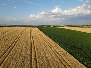 Aerial view of a ripe crop field and a cornfield in summer 