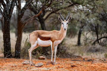 Steenbok ewe photographed in Mokala National Park, Gauteng, South Africa.