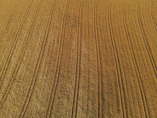 Golden colored crop field in summer from above 