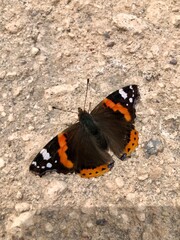 Fototapeta na wymiar butterfly on a rock, insect, wings,