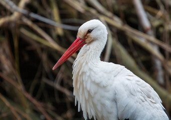 stork in the nest