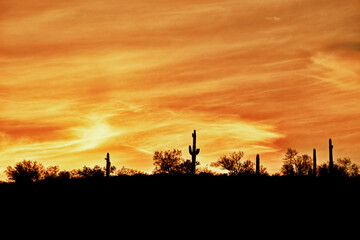 Saguaro cacti on the ridge line in silhouette at twilight.