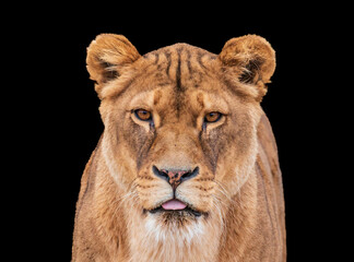 close up of a lion with black background