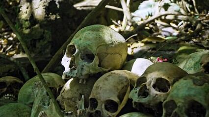 Many green human skulls and bones lying on the ground in the forest, covered in moss in an old abandoned cemetery
