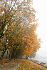 autumn background. foggy day in nature. fall season. wet cold fog weather. Misty landscape with autumn trees and road in park, natural abstract backdrop.