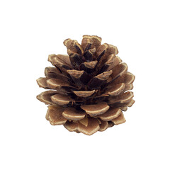 pine cone for decoration isolated from background
