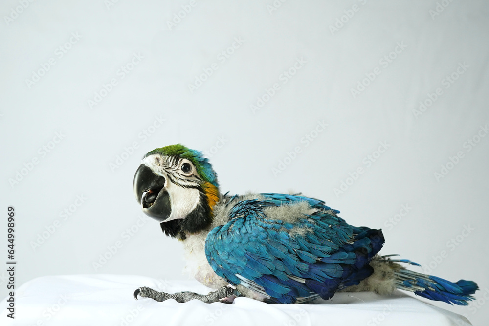 Wall mural Baby newborn blue and gold Macaw (Ara ararauna) 55 days old on white isolated background