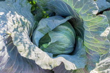 Cabbage growing in the garden on a sunny day.