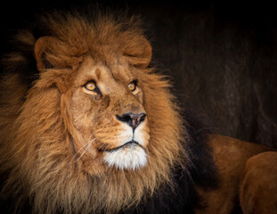 portrait of a lion