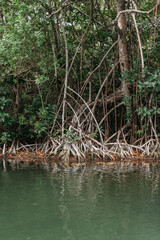 mangrove roots in mexican jungle river