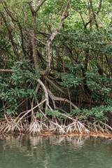 mangrove forest in mexican jungle