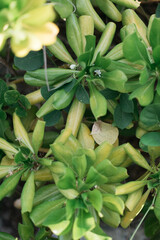 Fototapeta premium green leaves in a jungle