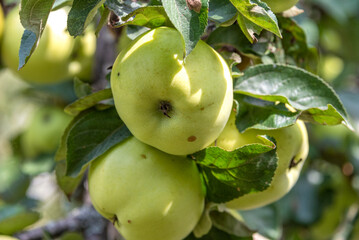 Close-up of real eco-friendly ripe apples on an apple tree branch.