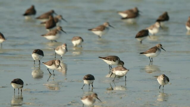Dunlin feeding at Busaiteen coast