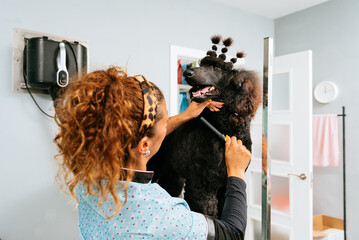 Woman combing big purebred poodle dog in salon