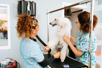 Women taking care of poodle dog