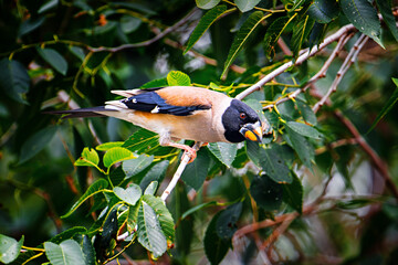 grosbeak on a branch