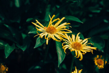 Yellow flowers