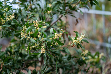 Fototapeta premium coastal native australian plants by the beach