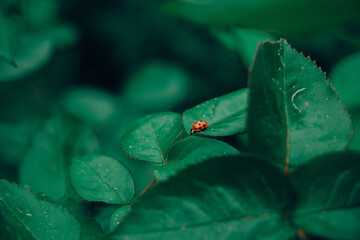 Ladybug, leafs
