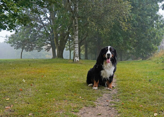 Naklejka na ściany i meble Bernese Mountain Dog sitting on the path in the park in foggy summer morning 
