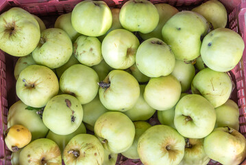 Top view of apples collected in a plastic box.