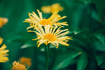 Yellow flowers