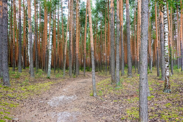 Path in a pine forest strewn with pine cones.