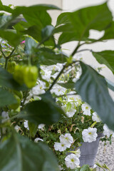 Hot Habanero pepper. Balcony flower. A green plant grown on a balcony.