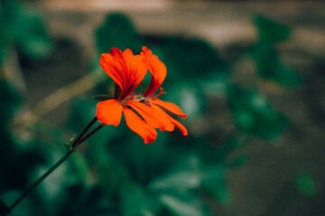 Red Flowers © Curly Photographer