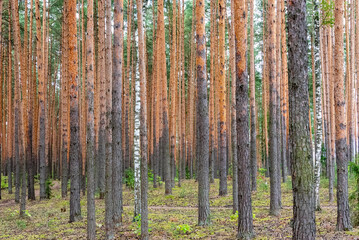 Background from trunks of pine trees in a pine forest.