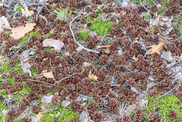 Ground with pine cones branches and old leaves in a pine forest.