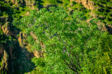 green moss on the wall