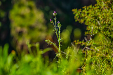 flowers in the forest