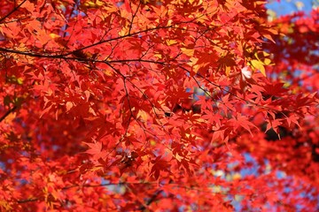 Autumn leaves in Tokyo, Japan