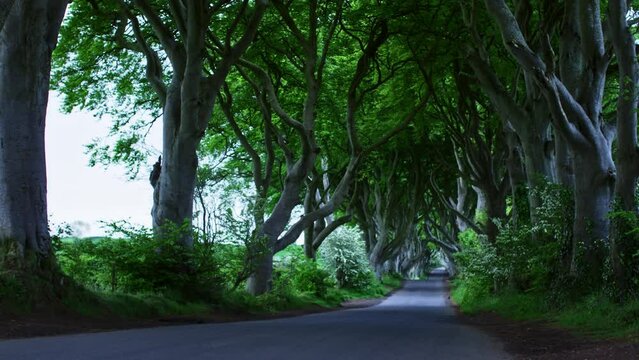 The Dark Hedges near Ballymoney, Co. Antrim, Northern Ireland. Feautured in the Game of Thrones as the Kings Road. Sunrise