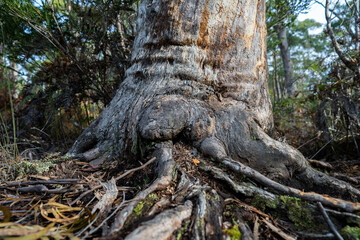 Fototapeta na wymiar gumtree trunk and roots in the australian bush