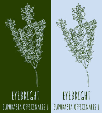 Drawings EYEBRIGHT. Hand drawn illustration. Latin name EUPHRASIA OFFICINALIS L.