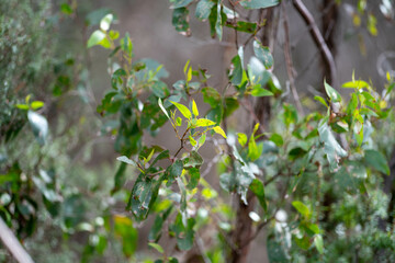 coastal native australian plants by the beach