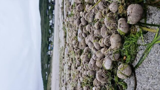 Lots of sea urchins on a beach in County Donegal, Ireland
